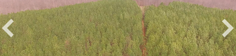 Burned Stand Ridge slide show